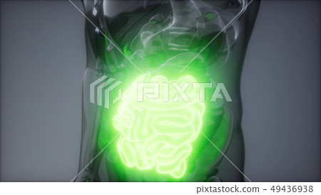 Human Small Intestine Radiology Exam Human Small Intestine Radiology Exam 49436938