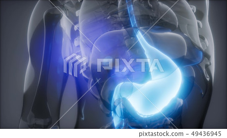 Human Stomach Radiology Exam 49436945