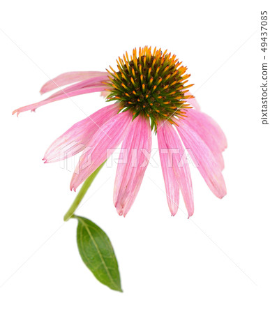 Echinacea purpurea 49437085