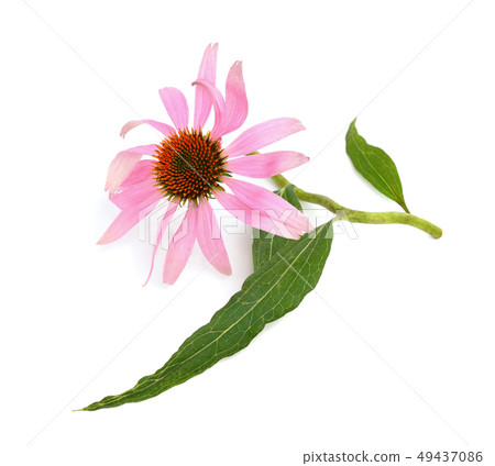 Echinacea purpurea 49437086