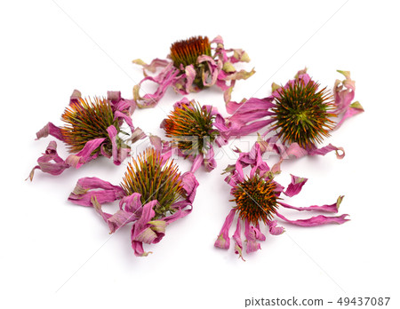 Dried flowers Echinacea purpurea 49437087