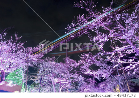 [東京]讀賣樂園，晚上櫻花 49437178
