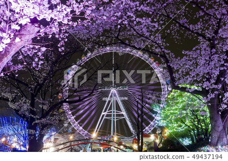 [東京]讀賣樂園，晚上櫻花 49437194