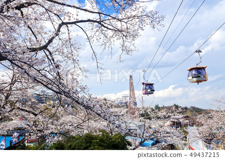 [東京]讀賣樂園櫻花和索道 49437215