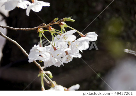 櫻花盛開 49437261