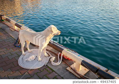 Dog stands on the pier and waiting for its owner 49437405