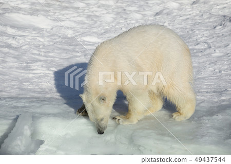 Polar bear cub is standing on the white snow. Polar bear cub is standing on the white snow. 49437544