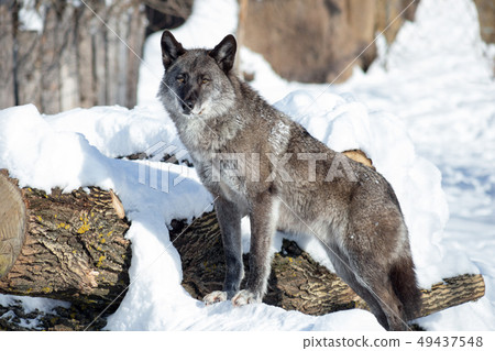 Cute black canadian wolf is looking at the camera. 49437548