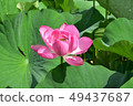 Early summer lotus flower 49437687
