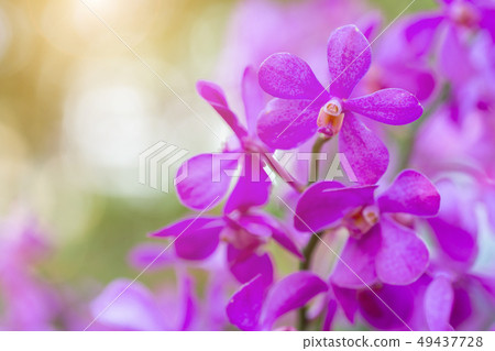 Orchid flower in garden at winter or spring day. 49437728