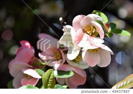 散景（皺巴巴的） 49437987