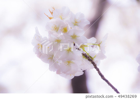 Cherry Blossoms	 49438269