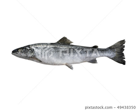 salmon fish isolated on white salmon fish isolated on white 49438350