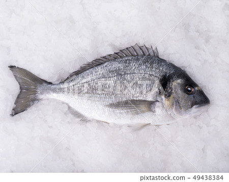 dorado fish lying in the ice dorado fish lying in the ice 49438384