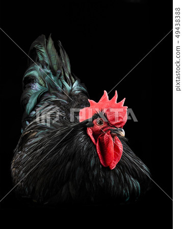 black rooster australorp (Gallus gallus) black rooster australorp (Gallus gallus) 49438388