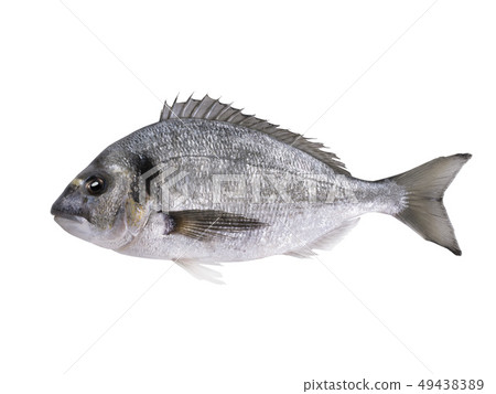 dorado fish isolated on white dorado fish isolated on white 49438389