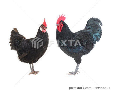 black hen and cockerel on a white 49438407