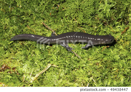 Red-footed salamander male 49438447