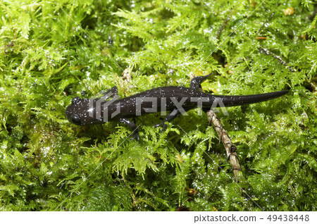Red-footed salamander juvenile Red-footed salamander juvenile 49438448