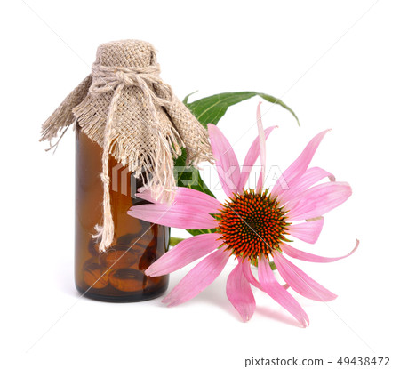 Echinacea purpurea 49438472