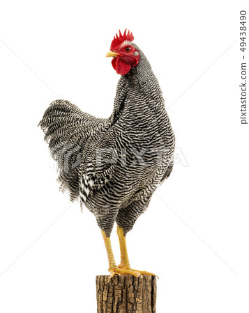 rooster on stump isolated 49438490