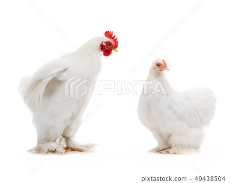 male and female white hen isolated 49438504