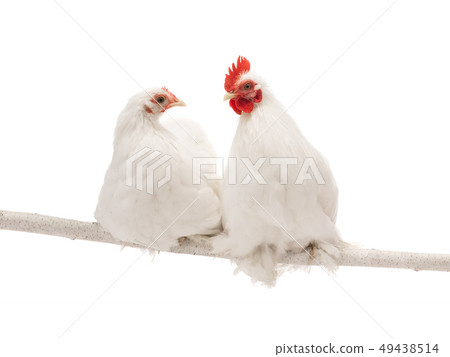male and female white hen isolated 49438514