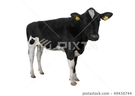 cow with the number 8258 isolated cow with the number 8258 isolated 49438744