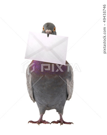 gray dove with envelope isolated gray dove with envelope isolated 49438746