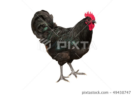 black cock isolated 49438747