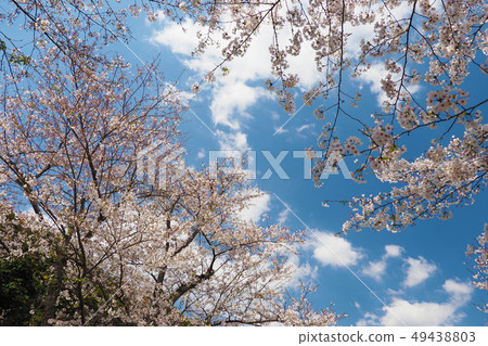 Spring image (Sakura flower) Spring image (Sakura flower) 49438803