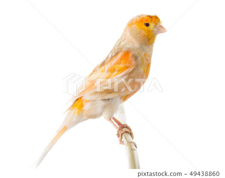 canary isolated 49438860