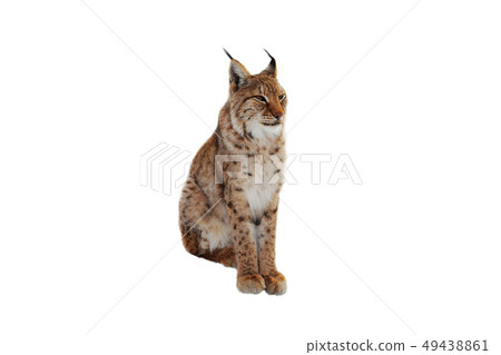 lynx (lynx izabellinus) isolated lynx (lynx izabellinus) isolated 49438861