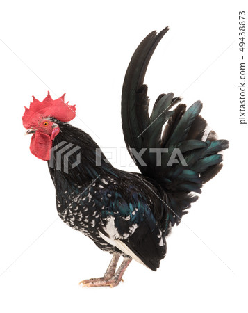 shabo rooster isolated 49438873