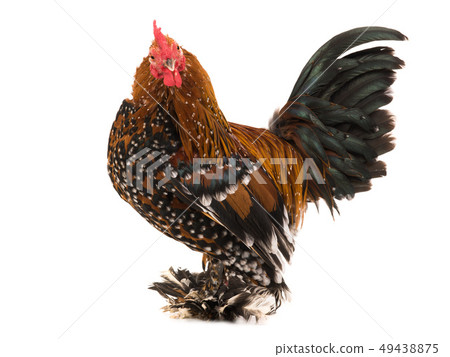 Rooster Milfleur isolated 49438875
