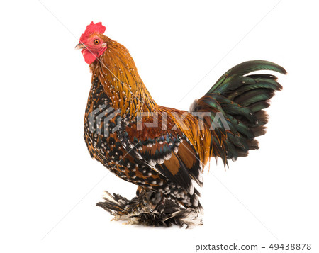 Rooster Milfleur isolated 49438878