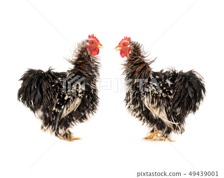 two  rooster isolated 49439001