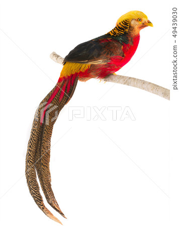 portrait pheasant gold portrait pheasant gold 49439030