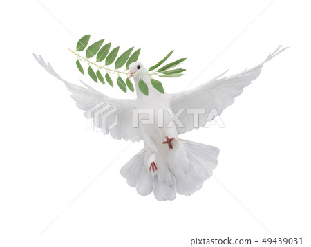free flying white dove isolated free flying white dove isolated 49439031