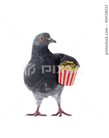 Dove with popcorn Dove with popcorn 49439032