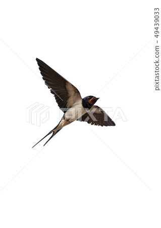 Swallow isolated on white Swallow isolated on white 49439033