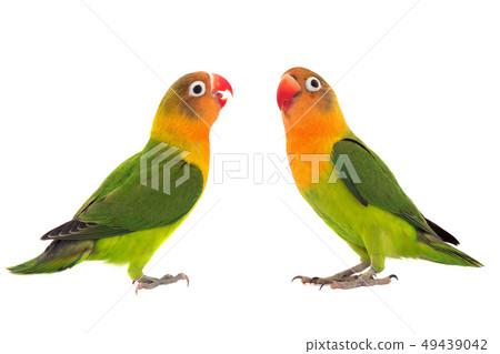 fischeri lovebird parrot fischeri lovebird parrot 49439042