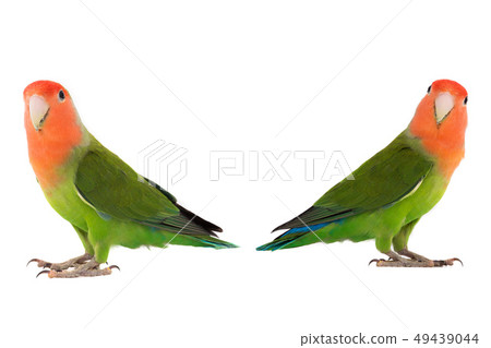 two lovebird on a white two lovebird on a white 49439044