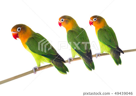 fischeri lovebird parrots 49439046