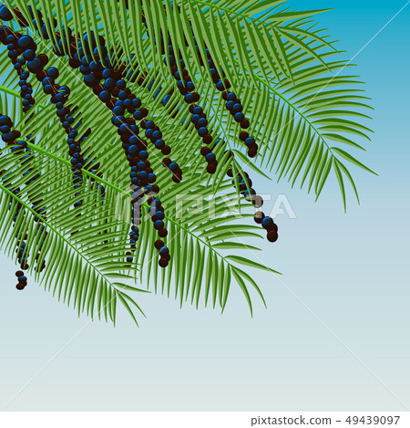 Background with acai berries and acai palm.  49439097