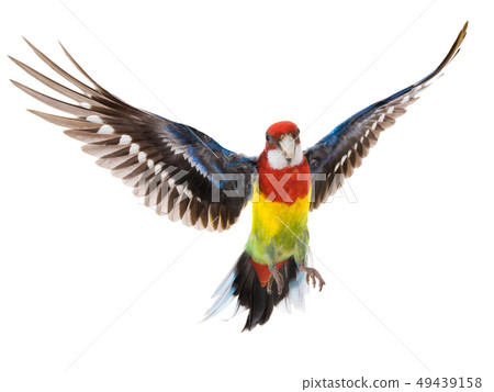 parrot Rosella parrot in flight isolated parrot Rosella parrot in flight isolated 49439158