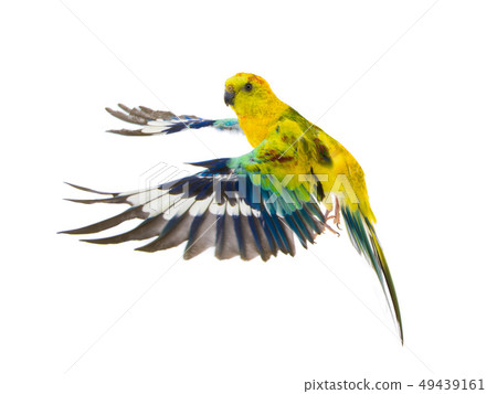 parrot (haematonotus psephotus) isolated 49439161
