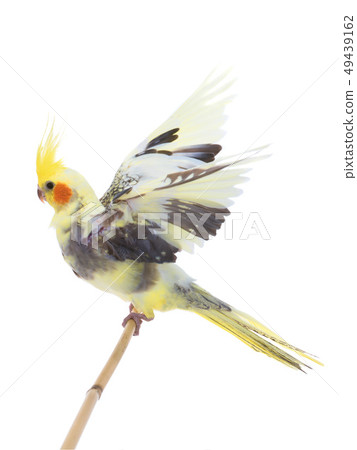 parrot corella isolated 49439162