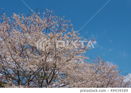Spring image (Sakura flower) Spring image (Sakura flower) 49439389