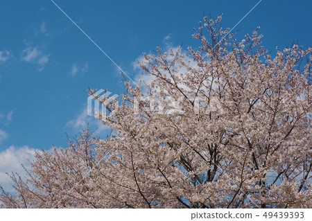 春天的形象(櫻花) 春天的形象(櫻花) 49439393
